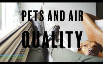Pet Owners: How to Keep Pets and Keep Healthy Air Quality