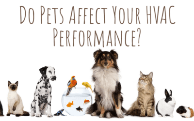 Do Pets Affect Your HVAC Performance? 
